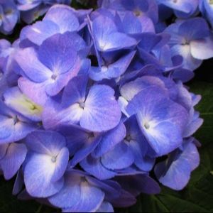 Meet your Posher, Sophia